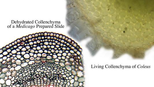 Composite of collenchyma in cortex- fresh section in Coleus and prepared slide of Medicago