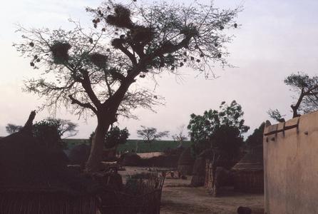 Stork nests in Lako