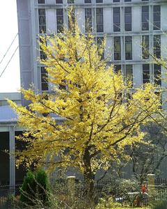Ginkgo biloba - tree with fall color in botany garden, Madison, Wisconsin