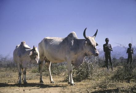 Uganda : cattle herding in Karamoja