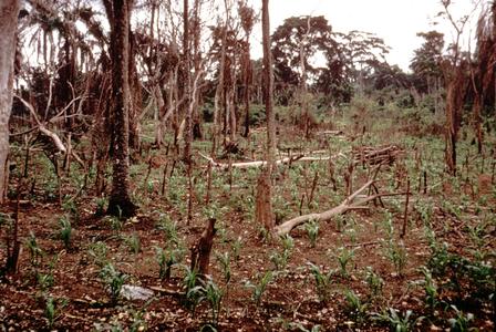 Corn Growing among Dead Trees in Shifting Cultivation (Slash and Burn) System of Cropping