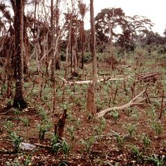 Corn Growing among Dead Trees in Shifting Cultivation (Slash and Burn) System of Cropping