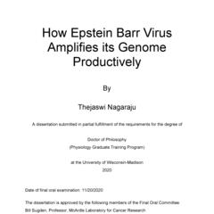 How Epstein Barr Virus Amplifies its Genome Productively