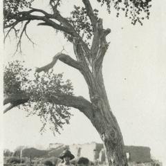 Starker and Luna as small boys, under large cottonwood, Bosque Ranch, New Mexico, October 1920