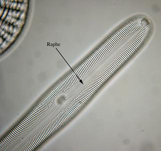 Valve view of a pennate diatom with the raphe labeled