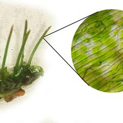 Hornwort - colony with sporophytes with insert of a stoma