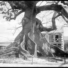 Silk-cotton tree