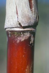 Close-up of a teosinte stem, San Antonio Huista