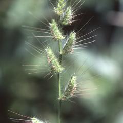 Weedy Panicoid grass west of Teloloapan