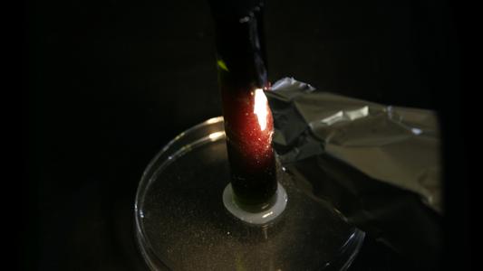 Fluorescence of pigment extract