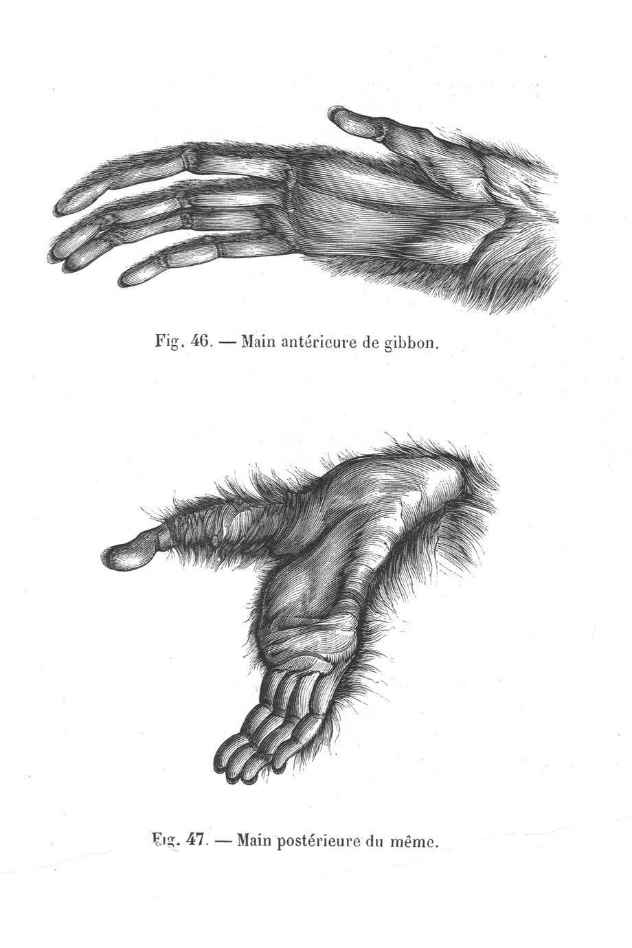 tij radiator precedent Fig. 46--Main antérieure de gibbon (gibbon hand); Fig. 47--Main postérieure  du mème (gibbon foot) - UWDC - UW-Madison Libraries