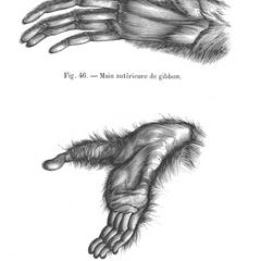 Fig. 46--Main antérieure de gibbon (gibbon hand); Fig. 47--Main postérieure du mème (gibbon foot)