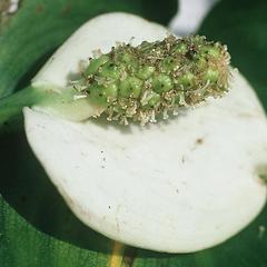 Spadix and spathe of Calla palustris