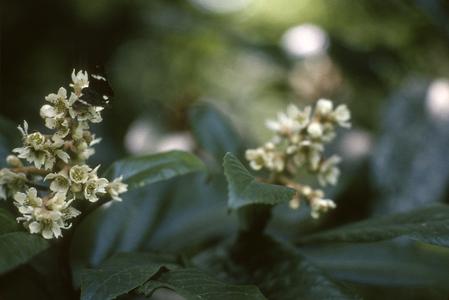 Photinia (Rosaceae)? at Rancho del Cielo
