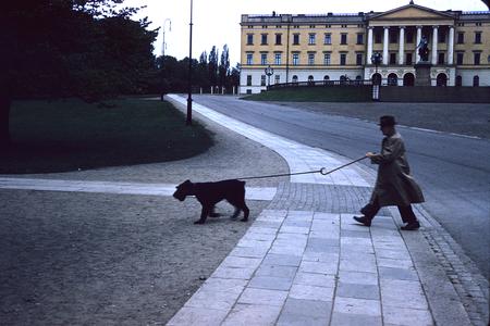 Dog-walking