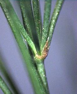 Cladophyll of Asparagus in the axil of a dry, scale-like leaf