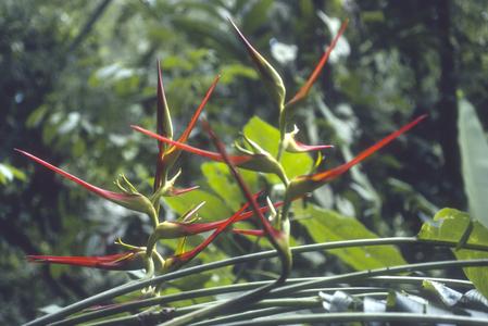 Heliconia in flower, Río Palenque Biological Station