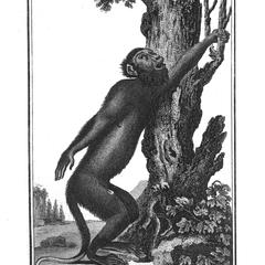 Le Hurleur (Howler monkey)