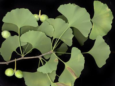 Branch with seeds of Ginkgo
