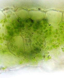 View of a fresh cross section through a corn leaf showing mesophyll and bundle-sheath cells with DIC illumination - detail of Science.6.9.bib