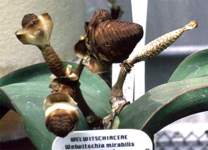 Female cones of Welwitschia mirabilis