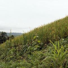 Rice growing in Erin-Ijesha
