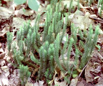 Lycopodium annotinum  with bunchberry