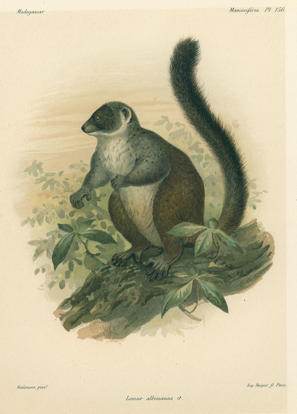 Lemur albimanus ♂