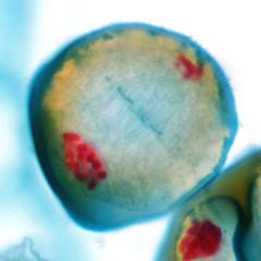 Telophase I - Lilium microsporogenesis