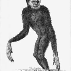 Long-Armed Ape