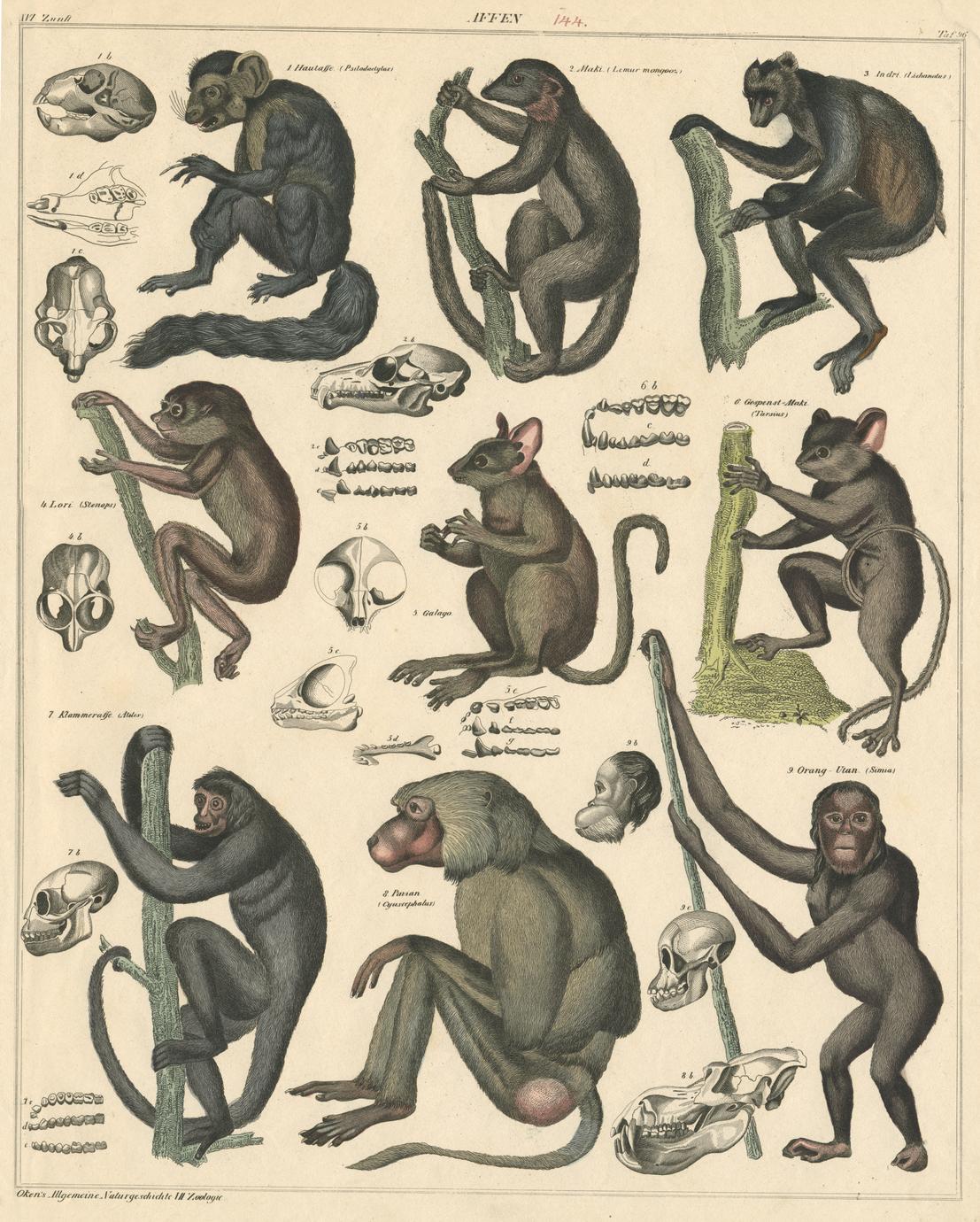 Primates and Skulls Print