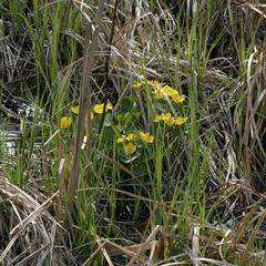 Caltha palustris in a sedge meadow