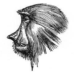 Snub-Nosed Monkey Print