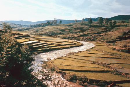 Terraced Rice Farms