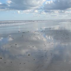 Sargassum - washed up at Saint Augustine Beach, Florida