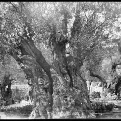 Olive tree in Gethsemene