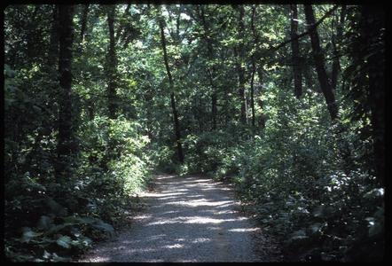 View of main trail in summer in Madison School Forest