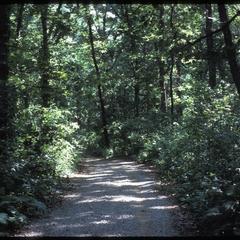 View of main trail in summer in Madison School Forest