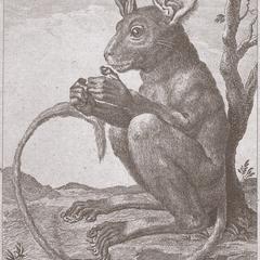 Abbildung 16 : Der braunhändige Tarsier in natürlicher Grösse (Fischer, 1804)