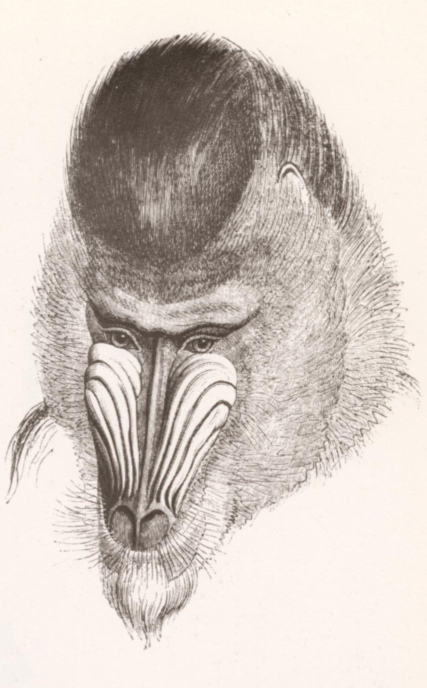 mandrill baboon drawing