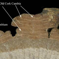 Old periderms of outer bark in a cross section of a bur oak branch
