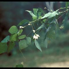 Hog peanut in bloom