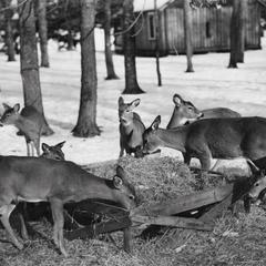 Deer feeding