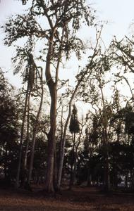 Bats in trees