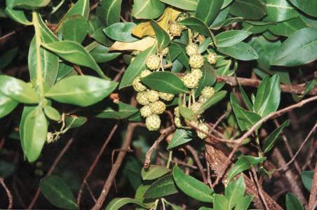 Button Mangrove (Conocarpus erectus)