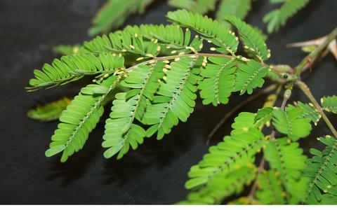 Beltian bodies along margins of the leaves  of bullhorn acacia