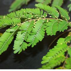 Beltian bodies along margins of the leaves  of bullhorn acacia
