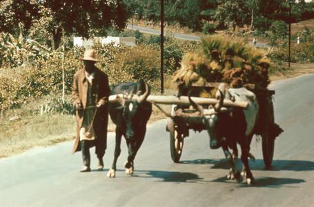 Ox Cart Transporting Rice Seedlings