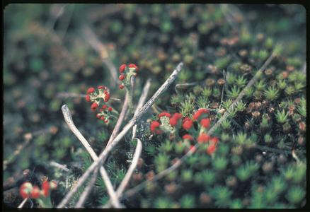 Cladonia and moss in a pine forest