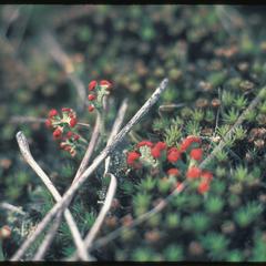 Cladonia and moss in a pine forest